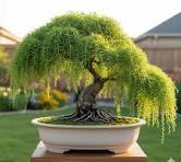 1 Live Dwarf Australian Weeping Willow Bonsai Tree Cutting | Fast Growing Starter Plant | Ships Bare Root