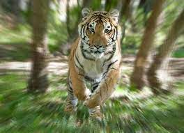 Pilibhit Tiger Reserve updated... - Pilibhit Tiger Reserve