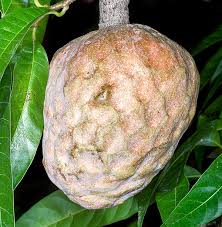 Image result for Annona reticulata