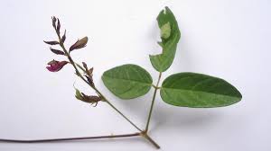 Image result for Galactia striata