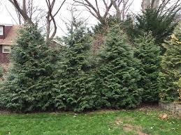 Constructing a wall in a pool area. Established Green Giant Arborvitae Dying