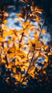 Check spelling or type a new query. Lr Photo Editing Background 720x1280 Wallpaper Teahub Io