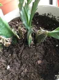 Do you want to grow a plant that blooms only during that special season? Christmas Cactus Roots Look Like They Are Rotting Near The Soil Any Advice Cactus