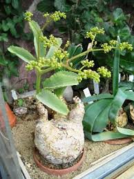 Image result for Cyphostemma barbosae