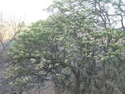 Image result for Cladostemon kirkii