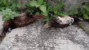 Belasan Burung Pipit Mati Misterius Di Sukabumi Dalam Sepekan