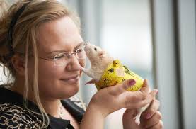 Jennifer Noack Plays Her Fancy Rat Editorial Stock Photo