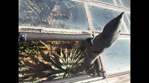 At Nearly 34 Feet Tall Garfield Park S Agave Plant Is Through The Roof Chicago News Wttw