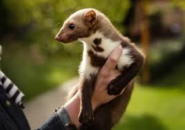 Image result for kuna lesní obrázky