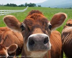 Jersey Cow Photographic Print Vermont Cows Gift For Animal Etsy In 2021 Jersey Cow Cow Photos Cow Photography