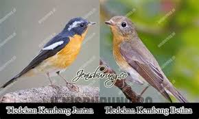 Jenis burung decu kembang, cara merawat decu kembang, daftar harga burung decu kembang terbaru, cara mengobati decu kembang, pakan terbaik decu kembang agar cepat gacor. Decu Kembang Betina Ciri Ciri Burung Decu Kembang Jantan Secara Garis Besar Itulah Tadi Cara Menentukan Anis Kembang Jantan Dan Betina Yang Dapat Angeline Sharber