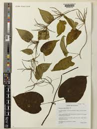 Image result for Dioscorea praehensilis