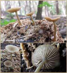 Image result for Simocybe centunculus