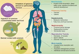 The only way would be from lack of fluids or food. Emerging Health Risks And Underlying Toxicological Mechanisms Of Uranium Contamination Lessons From The Past Two Decades Sciencedirect