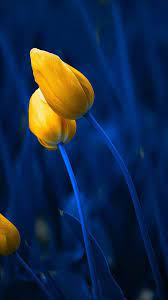 Traditional meanings of flower colors also hold true for pansies (red and violet mean passion, yellow means having a bright disposition or happiness, blue equals. Blue And Yellow Flowers Wallpapers Top Free Blue And Yellow Flowers Backgrounds Wallpaperaccess