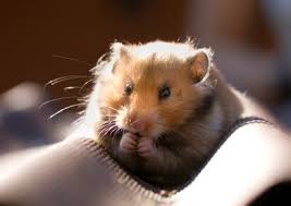 Home » pets • pets lovers » best pets for college students [that's easy in carry and easy it would certainly be instead cruel to constrain a boxer or a laboratory to a studio apartment despite small family pets, there are certain obligations that you have to be prepared for prior to you're truly all. Tu Tu Tu Hamster Apartment Pet Apartment Pets Small