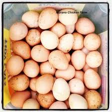 The encyclopaedia britannica lists the same bird groups but also includes guinea fowl and squabs (young pigeons). Guinea Hens Everything You Need To Know Murano Chicken Farm