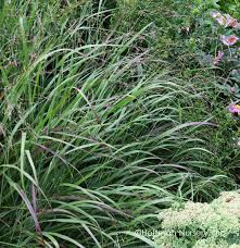 Image result for Panicum nigromarginatum