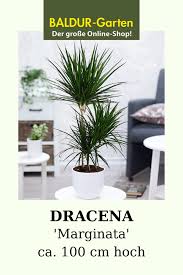 Dracena Marginata Ca 100 Cm Hoch Pflanzen Ungiftige Zimmerpflanzen Und Raumklima