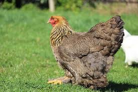 To tell you the truth i don't know how big the world's smallest chicken is but the smallest breed of chicken are the serama bantams. Brahma Chicken The Definitive Breed Guide Know Your Chickens