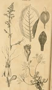 Image result for Tragus pedunculatus