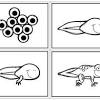 I've also included some great frog activities for other young elementary children too. Https Encrypted Tbn0 Gstatic Com Images Q Tbn And9gcrf4vltrfei5p31k8ukoalj6qxb Aqpnbz9dcp5om9eg Tlevnk Usqp Cau