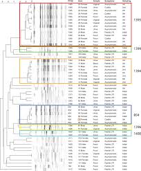 Colonization With Escherichia Coli Strains Among Female Sex Partners Of Men With Febrile Urinary Tract Infection Journal Of Clinical Microbiology