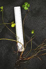 Image result for Marsileaceae