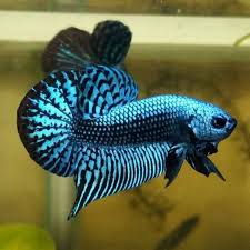 Amazing Live Wild Green Betta Alien Fish In 2020 Betta Betta Fish Types Betta Fish