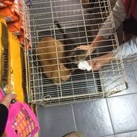 14 fatos sobre trabalhar em pet shop que nem todos contam. Mesra Pet Shop Pet Store