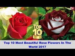 Beautiful flowers beautiful flowers flowers hd beautiful hd high definition picture petals flower background green leaves colorful high quality pictures sunflower fickleness stamens beauty purple. Top 10 Most Beautiful Rose Flowers In The World 2017 Youtube