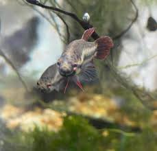 I have indeed bought betta fish from aquabid, in fact all of my fish, with this exception of bellamy i really want that betta but i just made an aquabid account which they have to authorize so i cant bid. Aquabid Com Archived Auction Fwbettas1601745672 Group Of 7 Betta Rubra Ended Sat Oct 3 12 21 12 2020