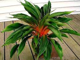 Mandarin Plant Easy Houseplant 10 Seeds Chlorophytum Etsy Plants Shade Plants Shade Garden