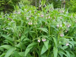 Maybe you would like to learn more about one of these? Ripley Farm Dover Foxcroft Maine