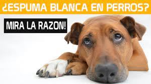 Por Que Mi Perro Vomita Amarillo Con Espuma Causas Tratamiento Y Remedios Youtube