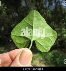 Image result for Kedrostis nana