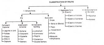 Fruit And Its Types Explained With Examples