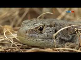 Eidechsen Im Garten 2016 Youtube