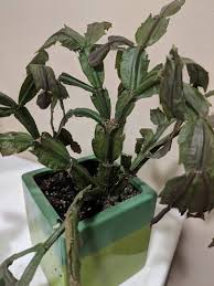 All of these are possible causes of the shriveling that you described. My Schlumbergera Buddy Is Looking Shriveled Up Plantclinic