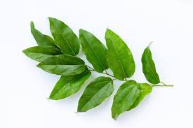 Image result for Tiliacora