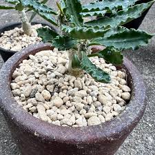 Image result for Euphorbia fanshawei