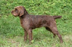 Our puppies for sale have had the best of beginnings, many in indiana. Presenting The Pudelpointer The Best Hunting Dog Around Animalso