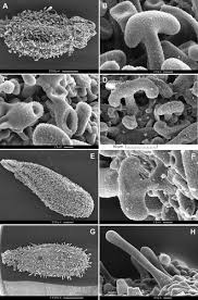 Image result for Frommia ceratophylloides