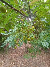 Image result for Melia azedarach