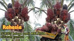 Maybe you would like to learn more about one of these? Potong Dan Tolak Buah Kelapa Sawit 3