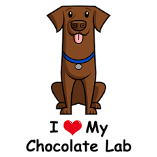 The most common chocolate lab puppy material is porcelain & ceramic. Yo Amo A Mi Labrador Chocolate Labrador Perruno Labrador Chocolate