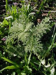 Image result for Wiesneria filifolia