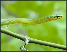 Beautiful Pictures Of Items In The Color Green Rough Green Snake 11832 Jpg Green Beautiful Pictures Green Colors