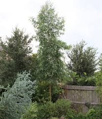 Image result for Eucalyptus citriodora