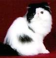 Persian cat - Wikipedia